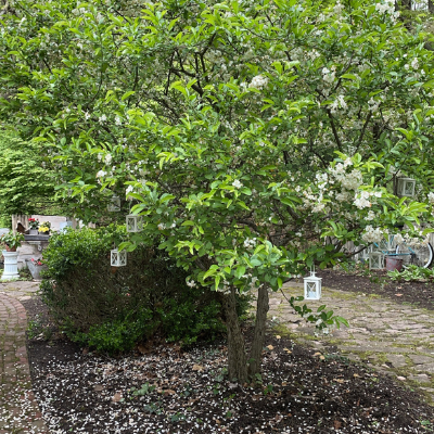 flowering tree with lanterns